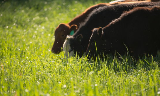 Grasgevoerd vlees kopen