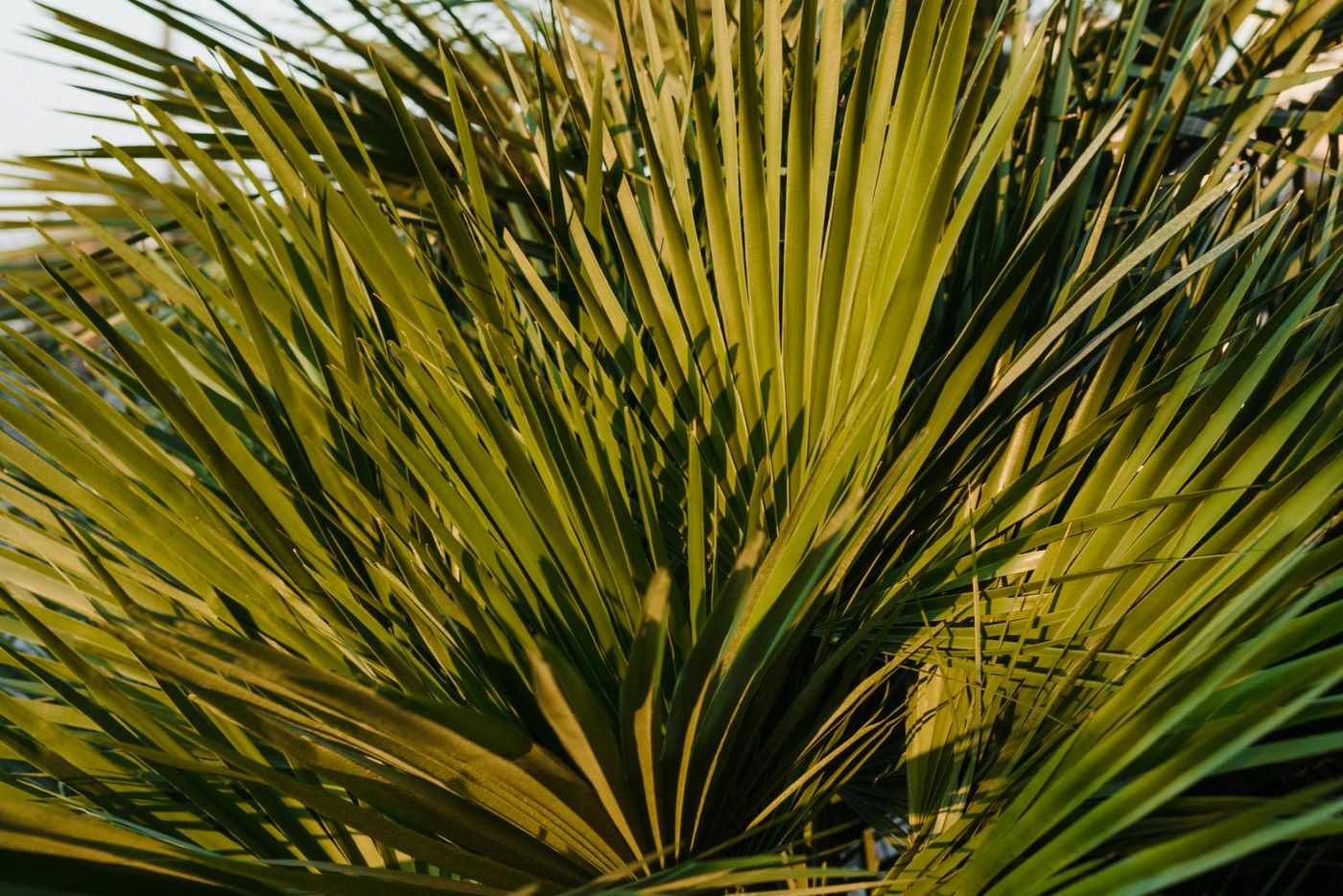 Zaagpalmblad (Saw Palmetto): Wat is het en wat zijn de voordelen?