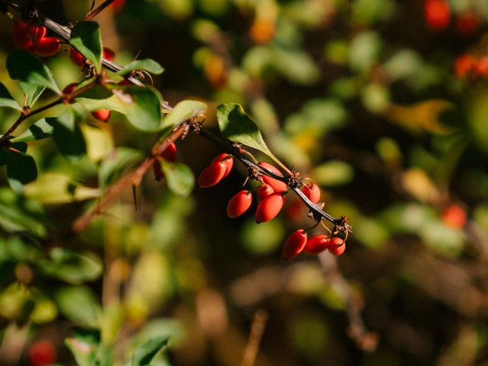 Berberine: Wat is het en wat zijn de voordelen?
