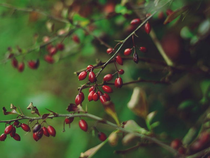 Is berberine gevaarlijk? Wij zochten het uit