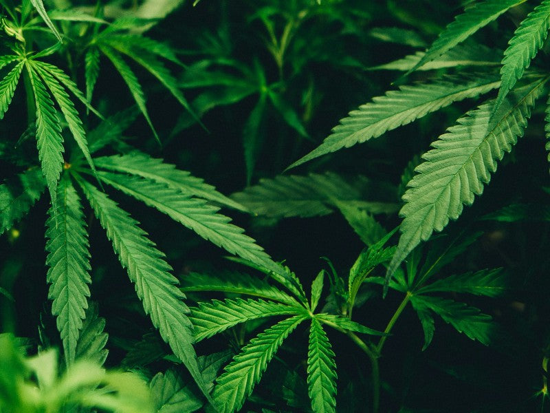 5 Bijzondere toepassingen van cannabis in de medische wereld