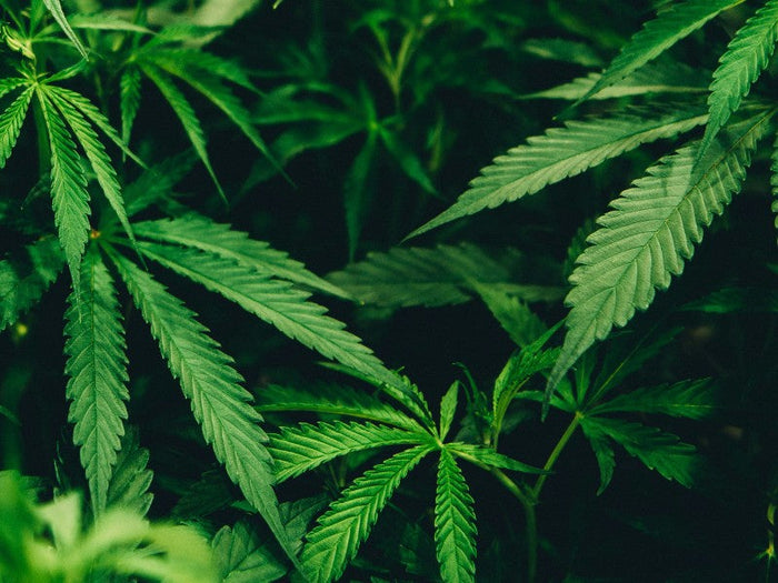 5 Bijzondere toepassingen van cannabis in de medische wereld
