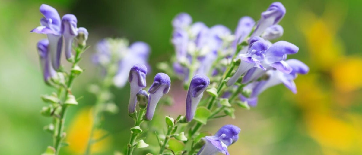 Blauw Glidkruid (Skullcap): Wat is het en wat is de werking?