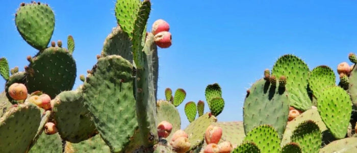 Wat is Nopal en wat zijn de voordelen?