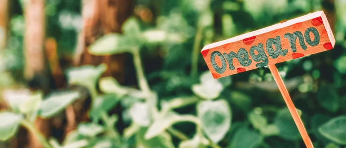 Oregano olie: wat is het en wat zijn de voordelen?