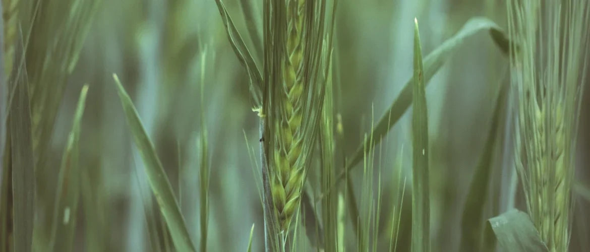 Wat is gerstegras en waarom is het zo gezond?