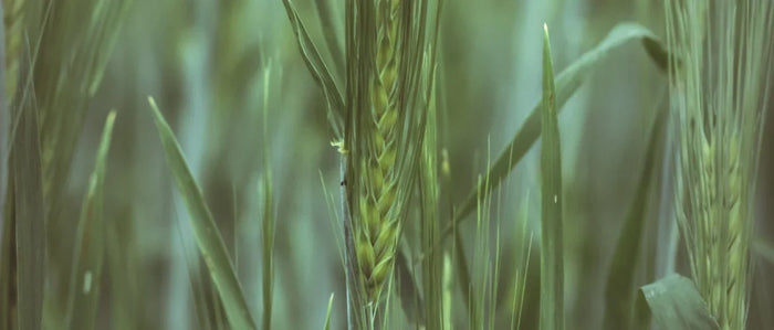 Wat is gerstegras en waarom is het zo gezond?