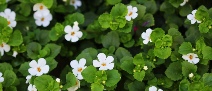 Bacopa Monnieri: wat is het en wat zijn de voordelen?