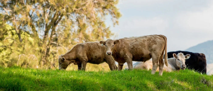 Grasgevoerd vlees: Wat is het precies en wat zijn de voordelen?