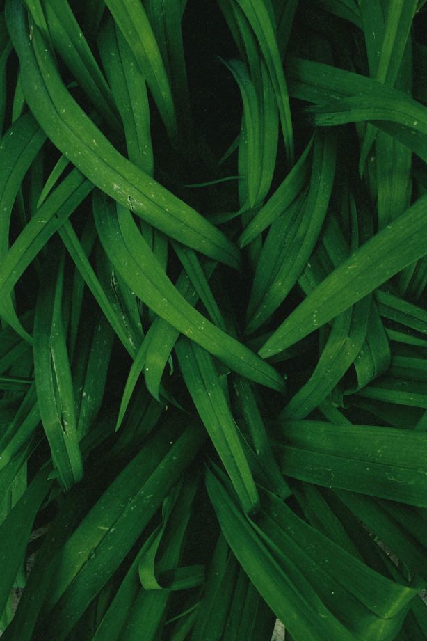 Chlorofyl: wat is bladgroen en hoe gebruik je het?