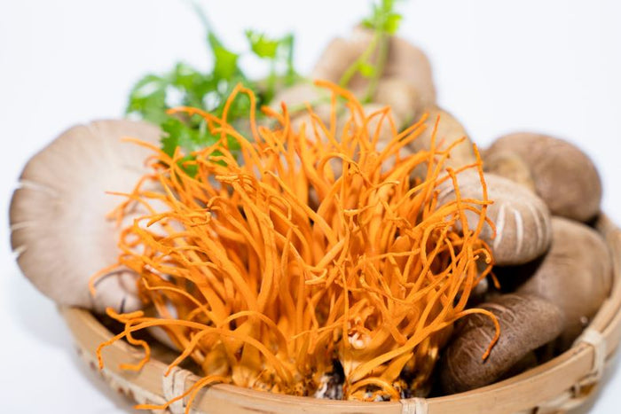 Cordyceps: wat is het, hoe gebruik je het en waar let je op?