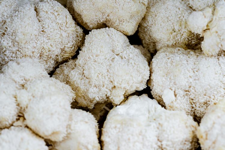 Lion's Mane: wat is het en hoe gebruik je het?