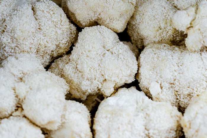 Lion's Mane: wat is het en hoe gebruik je het?