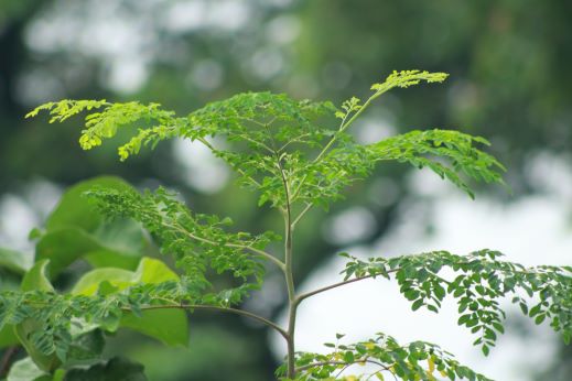 Moringa: wat is het, werkt het en is het gezond?