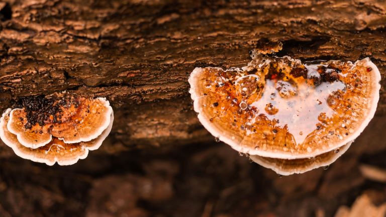 Reishi: wat is het en waar moet je op letten?