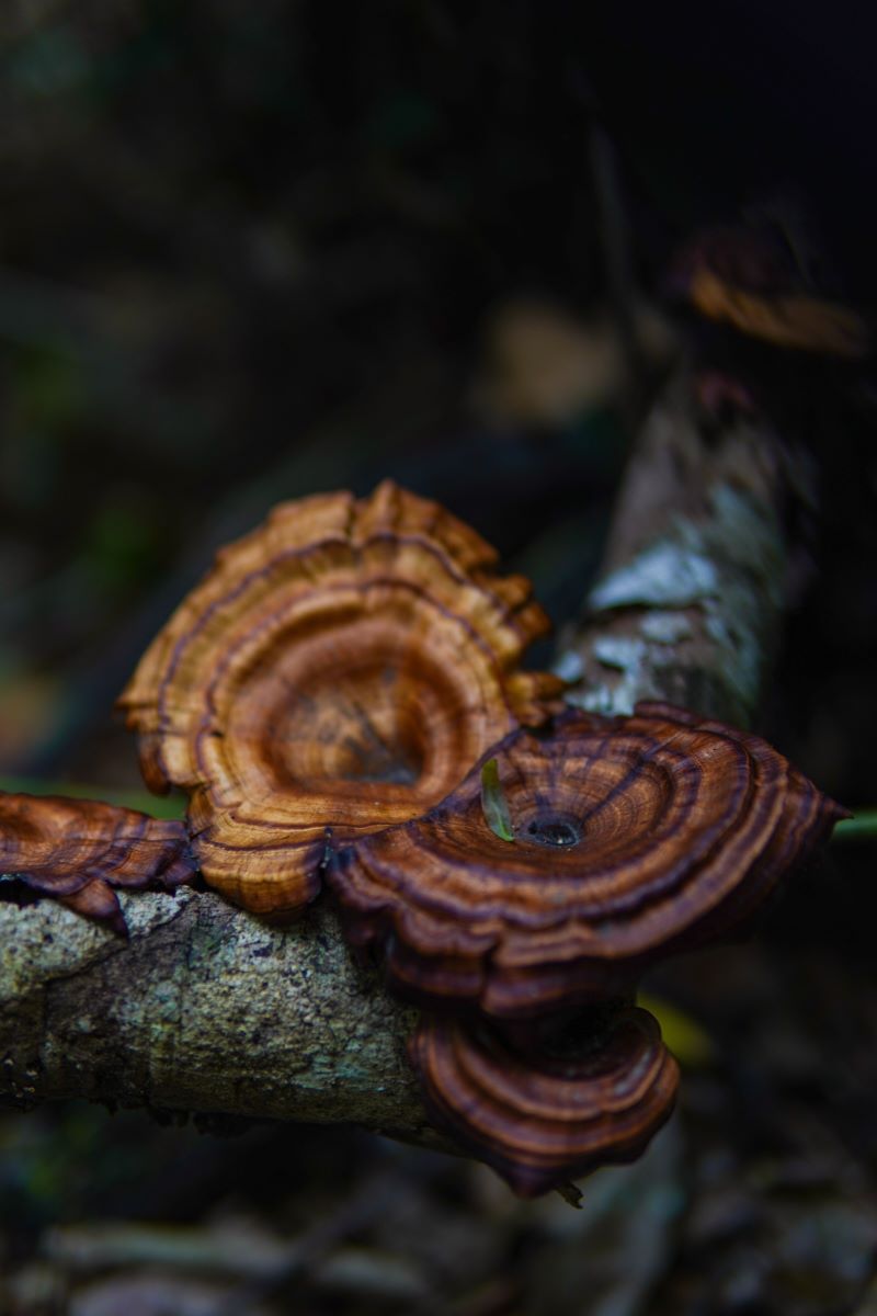 Reishi: wat is het en waar moet je op letten?
