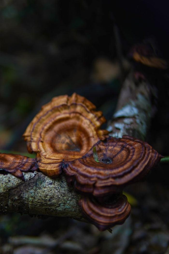 Reishi: wat is het en waar moet je op letten?