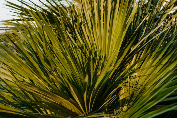 Zaagpalmblad (Saw Palmetto): Wat is het en wat zijn de voordelen?