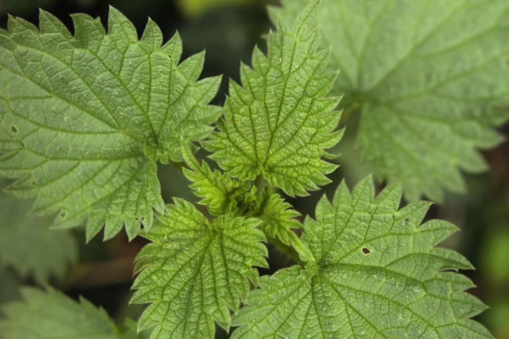 Brandnetel: de plant, de prik en het supplement