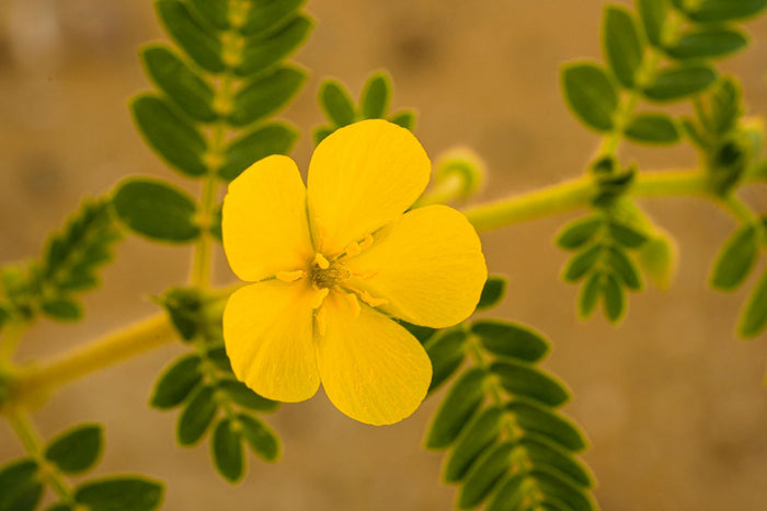 Tribulus terrestris: geen testo-booster, wat dan wel?