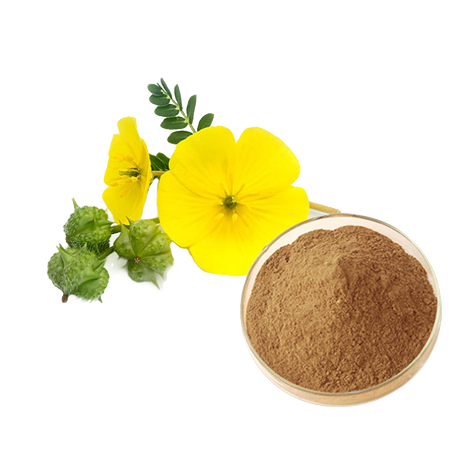Saw Palmetto-extract (15:1)