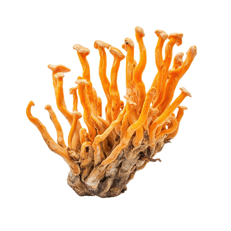 Fytosterolcomplex